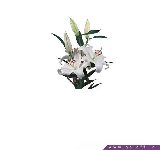 گل لیلیوم اورینتال سانتادر - Lilium oriental | گل آف